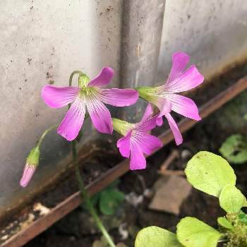 ムラサキカタバミの花の投稿画像一覧 Greensnap グリーンスナップ