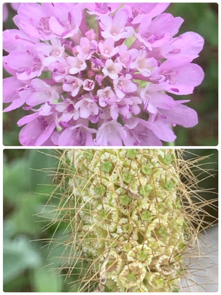 スカビオサの投稿画像 By まあみさん マツムシソウとお出かけ先とマツムシソウ科と木曜モフモフと綺麗と可愛いと夢の島熱帯植物館と可愛いピンク色 と公園の 花とマツムシソウ科と木曜モフモフと綺麗と可愛いと夢の島熱帯植物館と可愛いピンク色 と公園の花 21月7月8