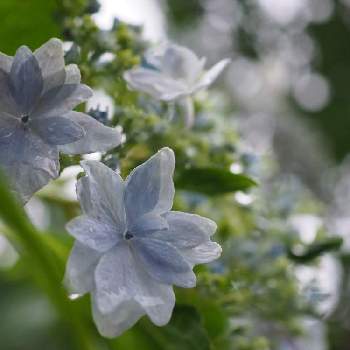 紫陽花 墨田の花火の投稿画像一覧 Greensnap グリーンスナップ