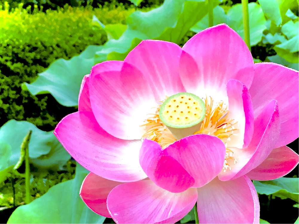 ピンクの花の投稿画像 By ヒーちゃんさん 誕生花と花言葉とハスの花 と今日はなんの日 21月7月8日 Greensnap グリーンスナップ