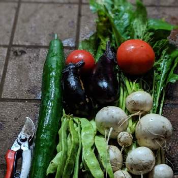 かぶの画像 by まーさん | 畑とモロッコと家庭菜園となす♪ととまととかぶとキューリ❗️と野菜作りと自家製野菜