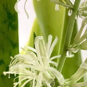 サンスベリアの花の画像 by Ttugumiさん | 窓辺と観葉植物ときれいと サンスベリアとサンスベリアの花と癒しとキラキラ✨といい香りと白い花とグリーンのある暮らし