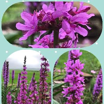 紅紫色の花の投稿画像一覧 Greensnap グリーンスナップ