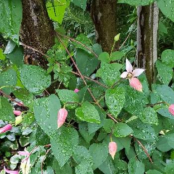 クレマチス  エールフクシマの画像 by みっこみっこ #観葉植物さん | 小さな庭とクレマチス  エールフクシマとクレマチス・白万重