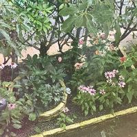 レッドロビンの育て方 苗の植え方や肥料の与え方は 鉢植えでも育つ Greensnap グリーンスナップ レッドロビンの育て方 苗の植え方や肥料の与え方は 鉢植えでも育つ Greensnap グリーンスナップ