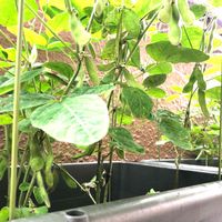 枝豆,中生枝豆,種まきっ子,夏野菜,ベランダ菜園の画像