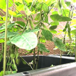 枝豆,中生枝豆,種まきっ子,夏野菜,ベランダ菜園の画像