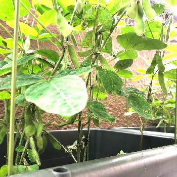 オクラ,オクラ(丈が小さい種類)の画像