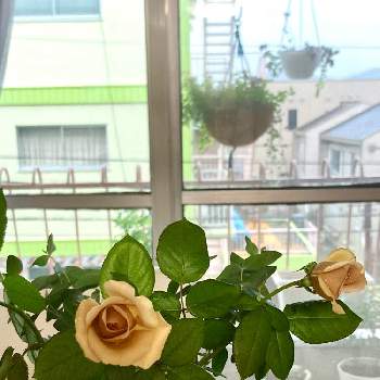 薔薇ジュリアの画像 by lala0224さん | 窓辺と花のある暮らしと薔薇ジュリアと初夏の寄せ植え
