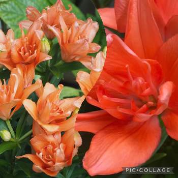 スカシユリ！の画像 by Momoさん | バルコニー/ベランダとスカシユリ・タイニーダブルユーと植物と暮らすと私の花の写真とオレンジ色の花と八重咲きの百合とスカシユリ！と花のある暮らしとチーム愛知