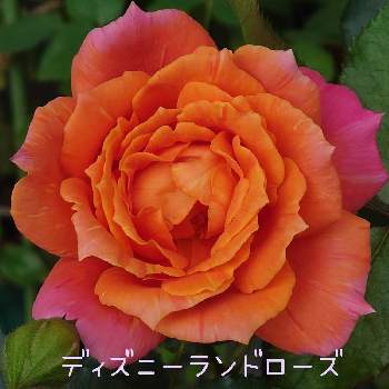 ディズニーランドローズの投稿画像一覧 Greensnap グリーンスナップ