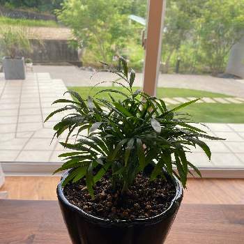 テーブルヤシの花の投稿画像一覧 Greensnap グリーンスナップ