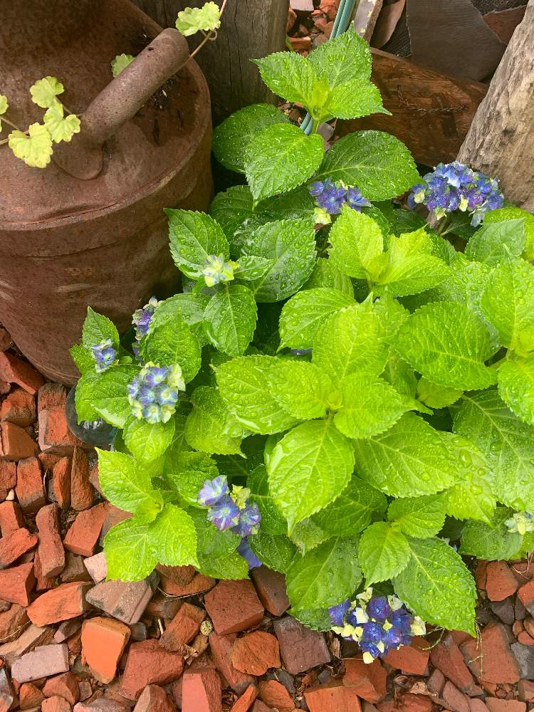 紫陽花 あじさい アジサイの投稿画像 By ぷりんさん レディマタハリと紫陽花 レディ マタ ハリと小さな庭と雪国とサビサビと初心者と癒しと大好きとアンティークカラーとおうち園芸と紫陽花 アジサイ あじさいとほのぼの と小さな幸せ とくすみカラーと古道具 Greenと