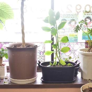 フィカス・カシワバ・バンビーノの画像 by ROSSOさん | 窓辺とクワズイモとパキラとクッカバラとウンベラータとマザーリーフとベンジャミンとコーヒーの木とカシワバゴムとティランジア・キセログラフィカとフィカス・カシワバ・バンビーノと多肉植物と福岡と観葉植物と窓辺の植物たちと美容室とポトス♪とクワズイモ★と多肉女子とフィカス属と西陽と ウンベラータとジャングル化計画とDIYとキセログラフィカとエアプランツと新芽