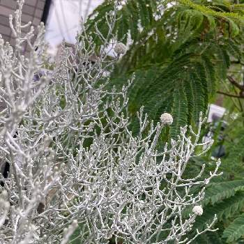 クッションブッシュの投稿画像一覧 Greensnap グリーンスナップ