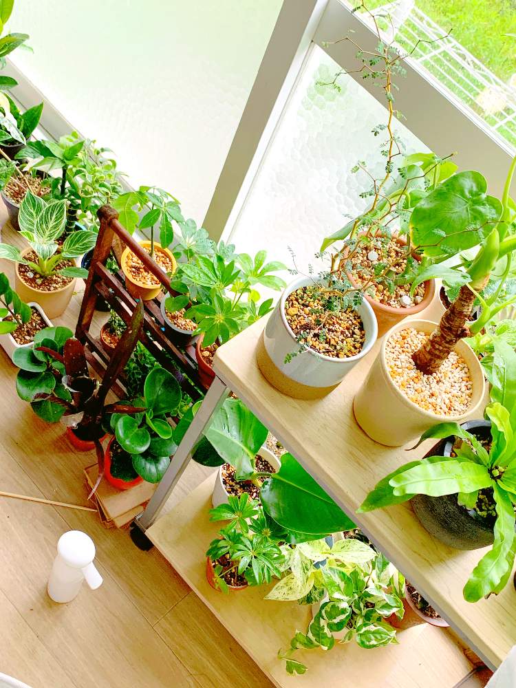 横浜近郊 植物お買い物スポット Greensnap グリーンスナップ