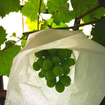 ブドウ科の投稿画像一覧 Greensnap グリーンスナップ