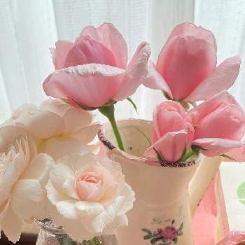 ひよりの画像 by つぶあんさん | ナエマとひよりと幸せと2番花と嬉しいと大好きと可愛い色と綺麗といい香りと可愛いと花のある暮らしと最高のバラと最高の香りと素敵