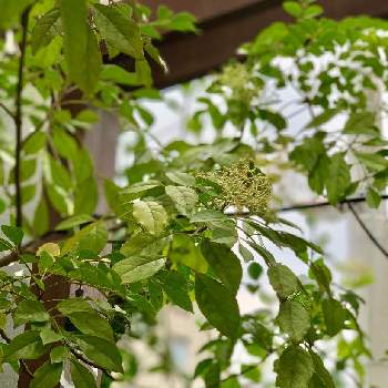 シマトネリコの花の投稿画像一覧 Greensnap グリーンスナップ