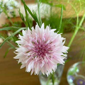 矢車草の投稿画像一覧 Greensnap グリーンスナップ