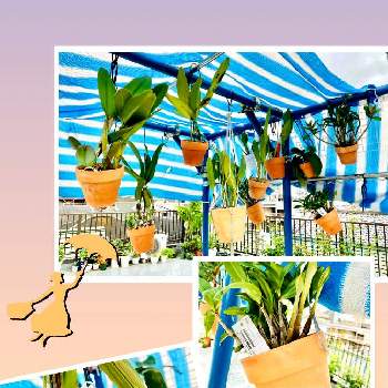 デンドロビウム キンギアナム系の投稿画像一覧 Greensnap グリーンスナップ