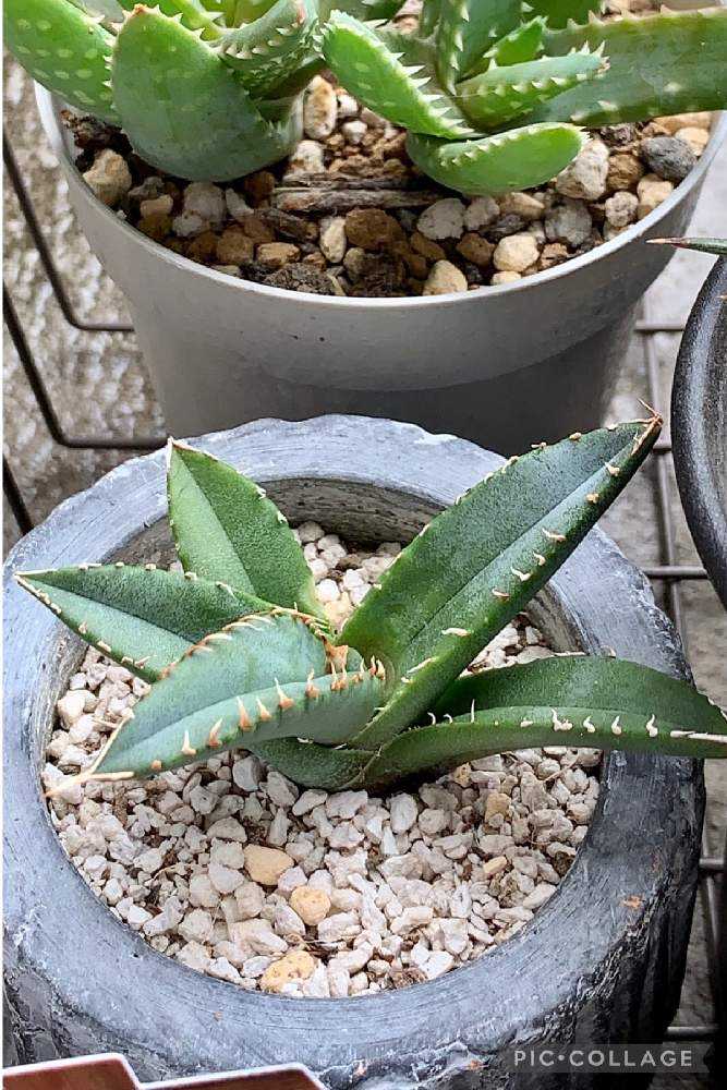ダイソー産アガベ🌵あれから大きくなりました🌱2018〜2023