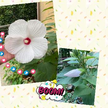 アメリカフヨウの花の画像 by キリン♡♡さん | 医療従事者の方々へエールをとGSの繋がりに感謝♡と植物のある暮らしと癒しとおうち園芸とコロナに負けるな！とアメリカフヨウの花と白い花