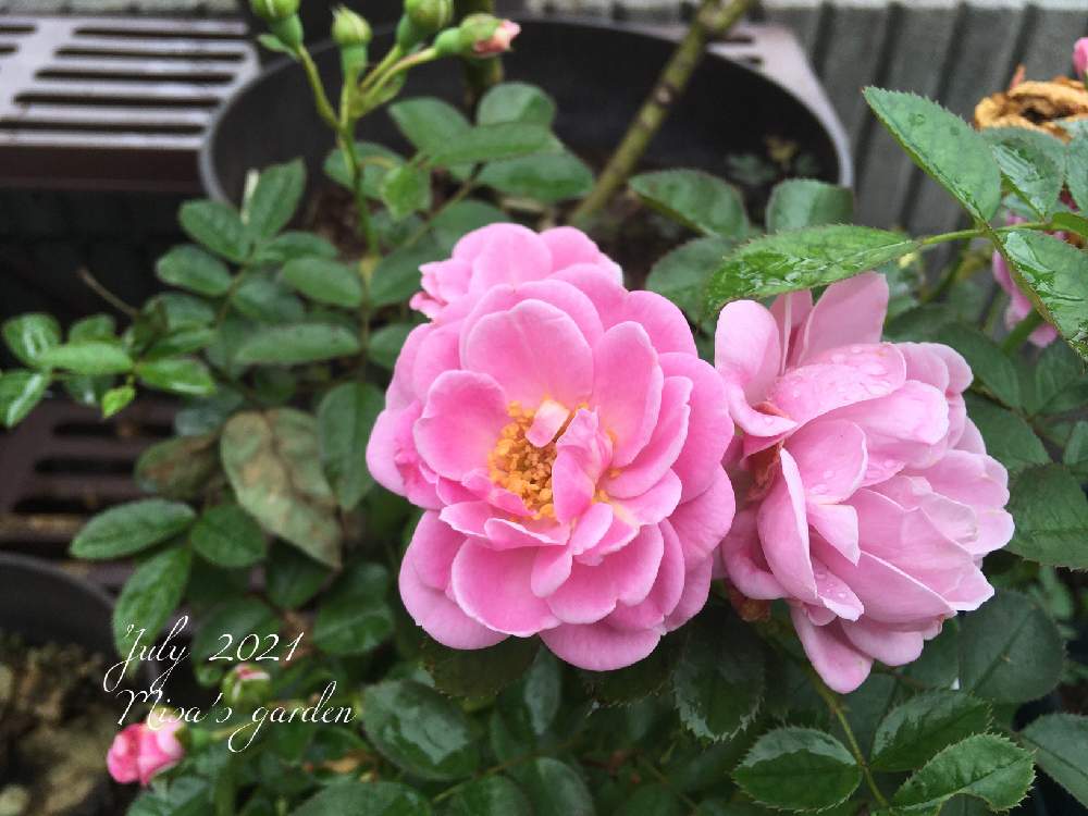 バラの投稿画像 By Misaさん ノーティカとhtcと植物のある暮らしと千葉県と薔薇愛同盟と小さな庭づくりとここちいい時間とバラ のある暮らしとgsのみなさんに感謝 と庭全景と頑張れ地球 と植中毒とバラと夢clubと庭づくりと いいね ありがとうと21 Gsでバラ園と
