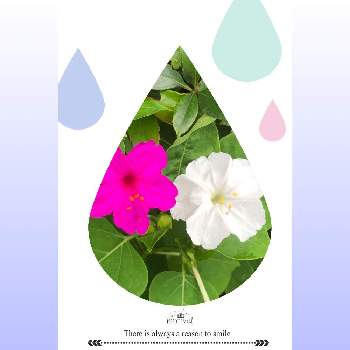 可愛い花♪の画像 by ichiさん | アプローチと可愛い花♪と香りの良い花〜♡とカラフルカラーとオシロイバナ科　♡と花のある暮らしと一日花♪