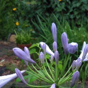 薄紫の花の投稿画像一覧 Greensnap グリーンスナップ