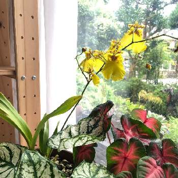 オンシジューム♡の画像 by このニャンさん | 窓辺とカラジューム♡とおうち園芸と梅雨とお花に癒される日々と我が家の庭とガーデニングとオンシジューム♡