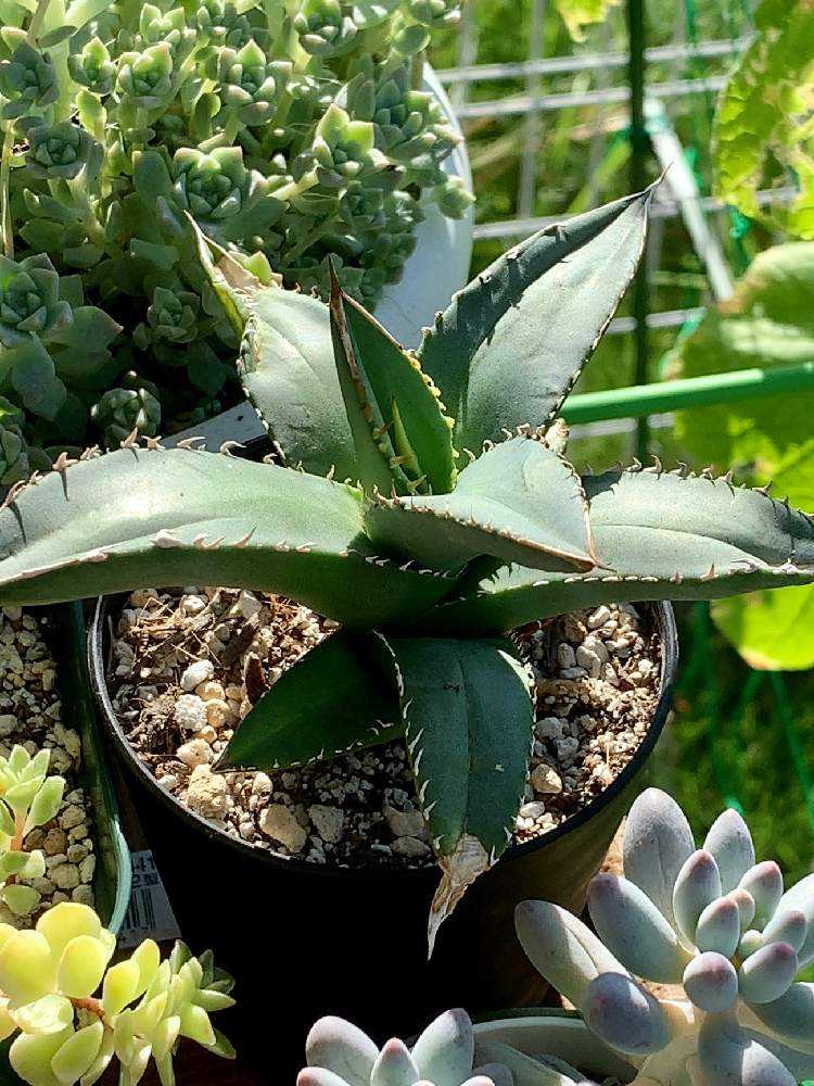 ダイソー産アガベ🌵あれから大きくなりました🌱2018〜2023 ダイソー産アガベ🌵あれから大きくなりました🌱2018〜2023