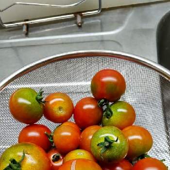 中玉トマト フルティカの画像 by あななさん | キッチンと蒼いトマトとトマトが割れると家庭菜園とミニトマト♪と中玉トマト フルティカ