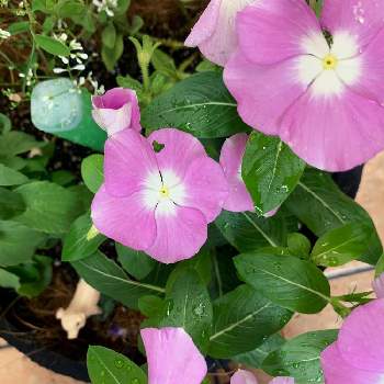 ナメクジ対策の投稿画像一覧 Greensnap グリーンスナップ