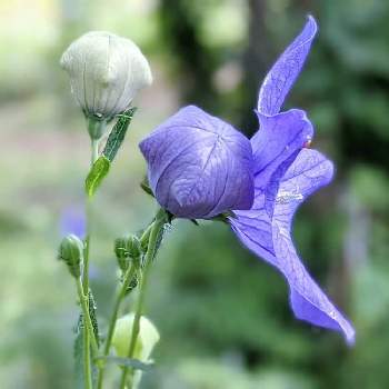 キキョウ✽の画像 by 秋草さん | 広い庭とキキョウと紫の花とむらさきのはなとキキョウ✽