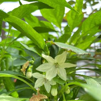 唐辛子の花の投稿画像一覧 Greensnap グリーンスナップ