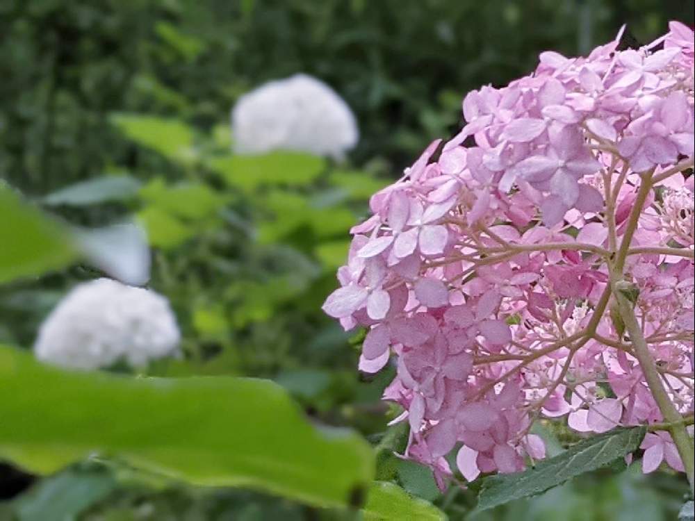 広い庭の画像 by 秋草さん | 広い庭とアナベルと白い花シリーズ❣️と紫陽花フェスとピンクの花と白・しろ・ホワイトとアナベル✽と白い花と白い花マニアとアジサイ✽