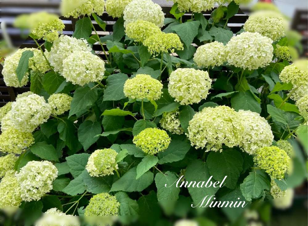 アナベルの投稿画像 By みんみんさん 小さい庭とモリモリ とおうち園芸と紫陽花 アジサイ あじさいとアナベル 紫陽花とガーデニングと花のある暮らし 21月7月8日 Greensnap グリーンスナップ