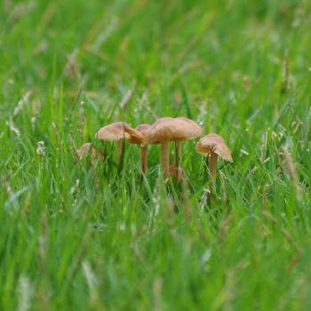 芝生にキノコの投稿画像一覧 Greensnap グリーンスナップ