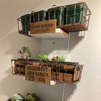 お一人さま ふぅの投稿画像一覧 Greensnap グリーンスナップ