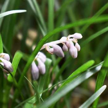 常緑多年草の投稿画像一覧 Greensnap グリーンスナップ