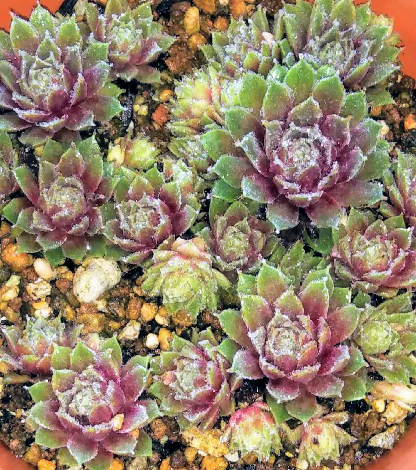 センペルビウム・シルベリウムの一覧｜🍀GreenSnap（グリーンスナップ）