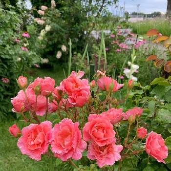 バラ サンセット グロウの投稿画像一覧 Greensnap グリーンスナップ