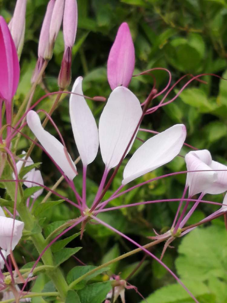 クレオメの投稿画像 By かんすみさん スマホ撮影とキュンキュン乙女倶楽部と医療 介護の皆様に感謝としぞーか勢とキュンキュン乙女倶楽部no259と花のある暮らしと志太 榛原支部と地植え 21月7月8日 Greensnap グリーンスナップ