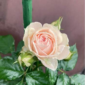 初めてのバラの画像 by michelleさん | 小さな庭と京成バラ　パシュミナとバラ 鉢植えと初めてのバラとバラ初心者と花のある幸せ