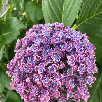 おたふくアジサイ 渦アジサイ の投稿画像一覧 Greensnap グリーンスナップ おたふくアジサイ 渦アジサイ の投稿画像一覧 Greensnap グリーンスナップ