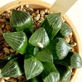 ハオルチア レツーサ 寿の投稿画像一覧 Greensnap グリーンスナップ