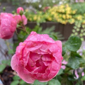 薔薇 ポンポネッラの画像 by るぅさん | エントランスとお花大好き♡と咲いてくれてありがとう❤と花のある生活とナチュラルガーデンと薔薇 ポンポネッラとかわいいとお花は癒しとバラ・ミニバラ