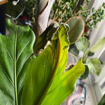 アンスリウムフーケリーの投稿画像一覧 Greensnap グリーンスナップ