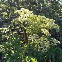 あしたば 明日葉 の育て方 種まきや収穫の時期は 栽培のコツは Greensnap グリーンスナップ あしたば 明日葉 の育て方 種まきや収穫の時期は 栽培のコツは Greensnap グリーンスナップ
